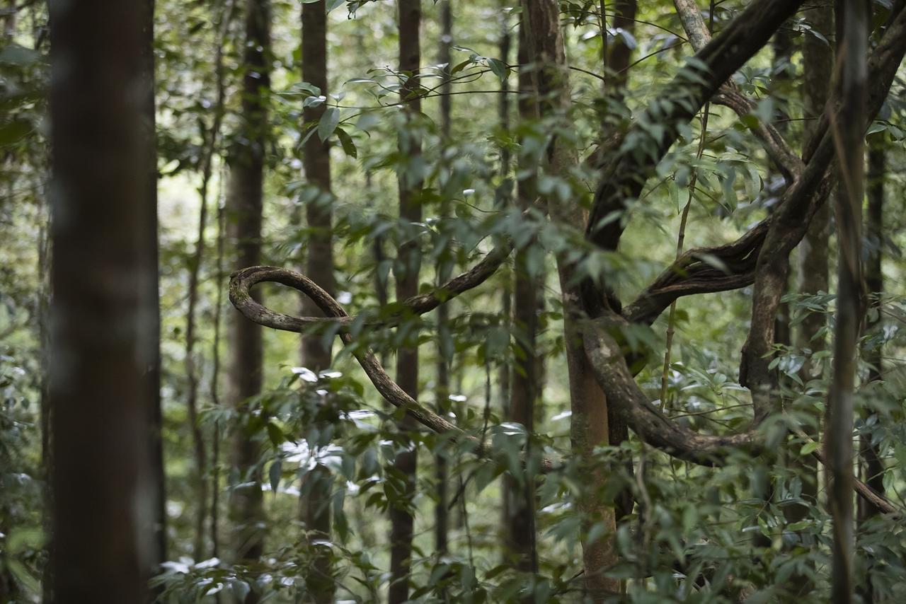 Sinharaja Forest Edge Deniyaya Kültér fotó